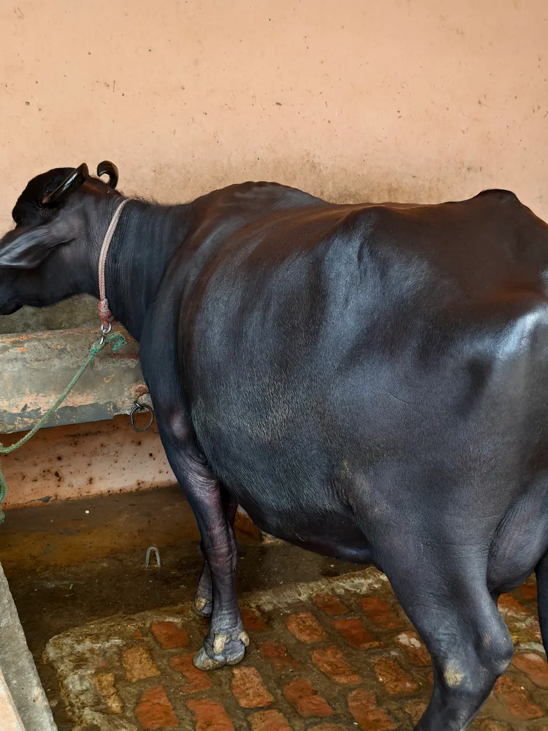 Others Buffalo in  UTTAR PRADESH