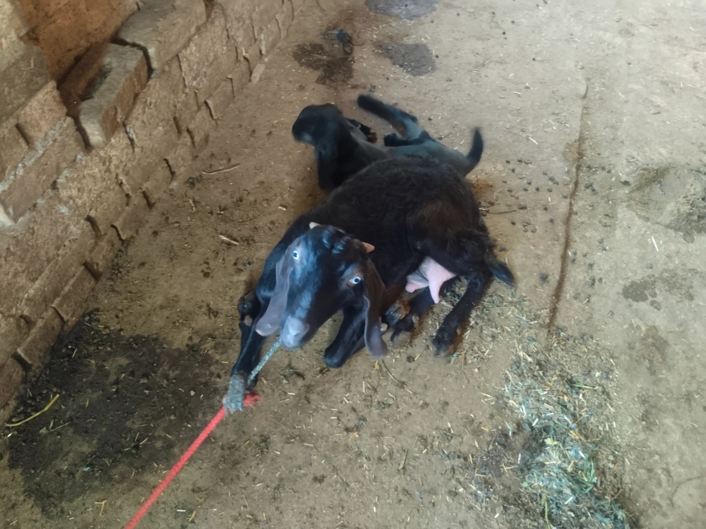 Beetal Goat B0414, District:  Tarn Taran, State:  PUNJAB