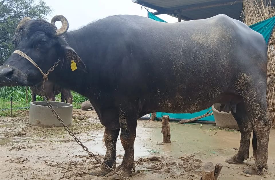 Murrah Buffalo M4638 in  RAJASTHAN
