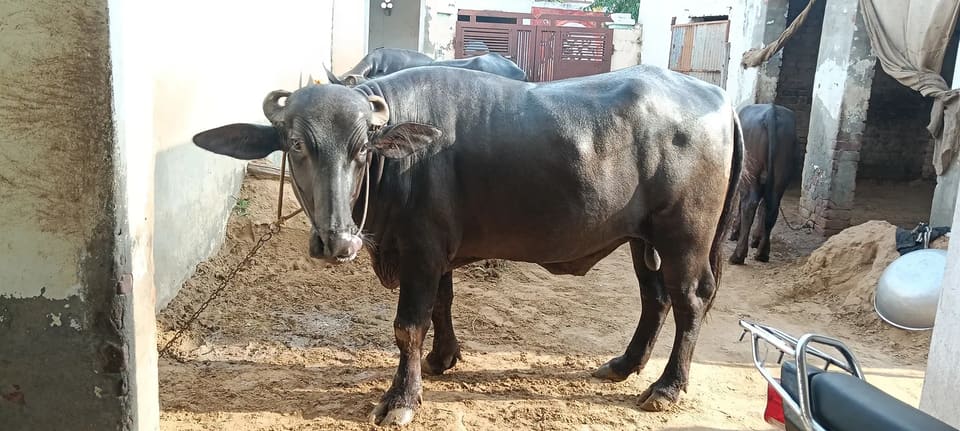 Others Others in  HARYANA
