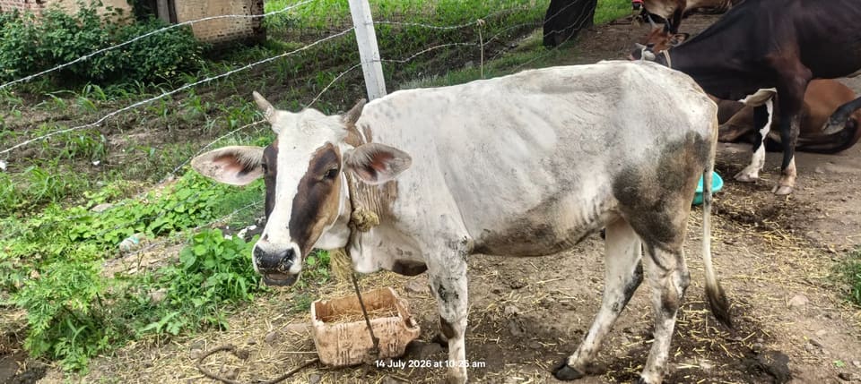 HF Cow in  MADHYA PRADESH