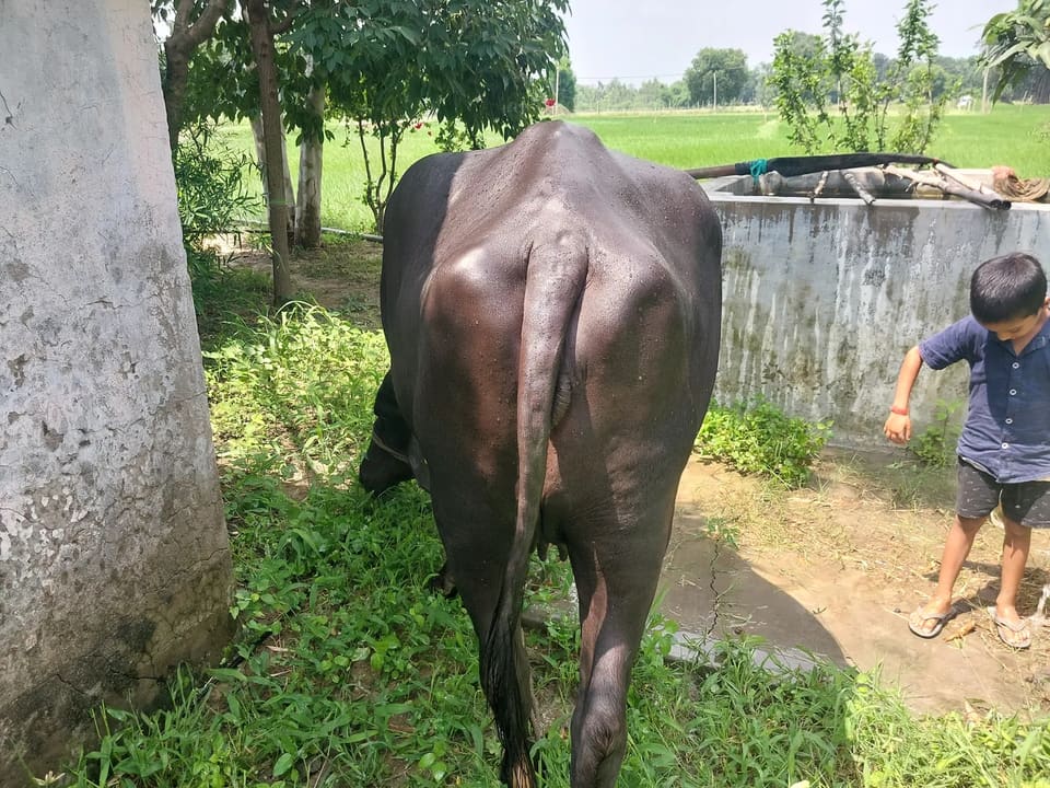 Murrah Buffalo in  UTTAR PRADESH