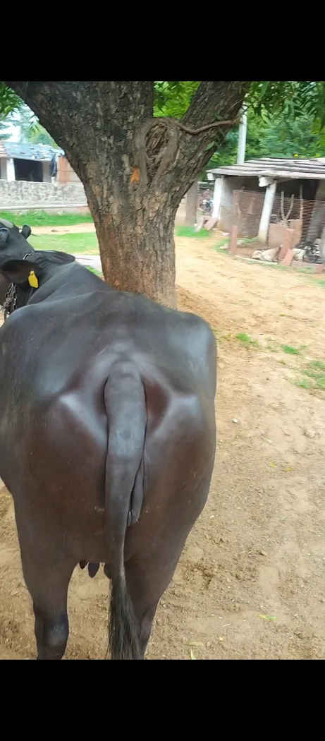 Murrah Buffalo in  RAJASTHAN