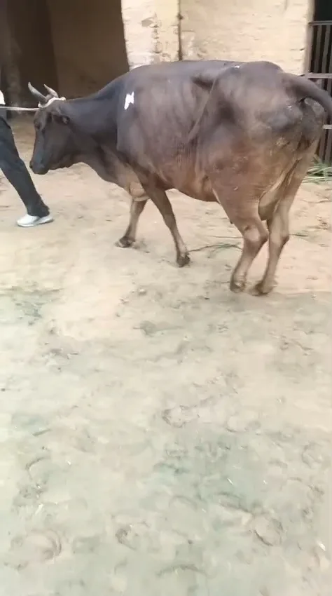 Rathi Cow in  RAJASTHAN