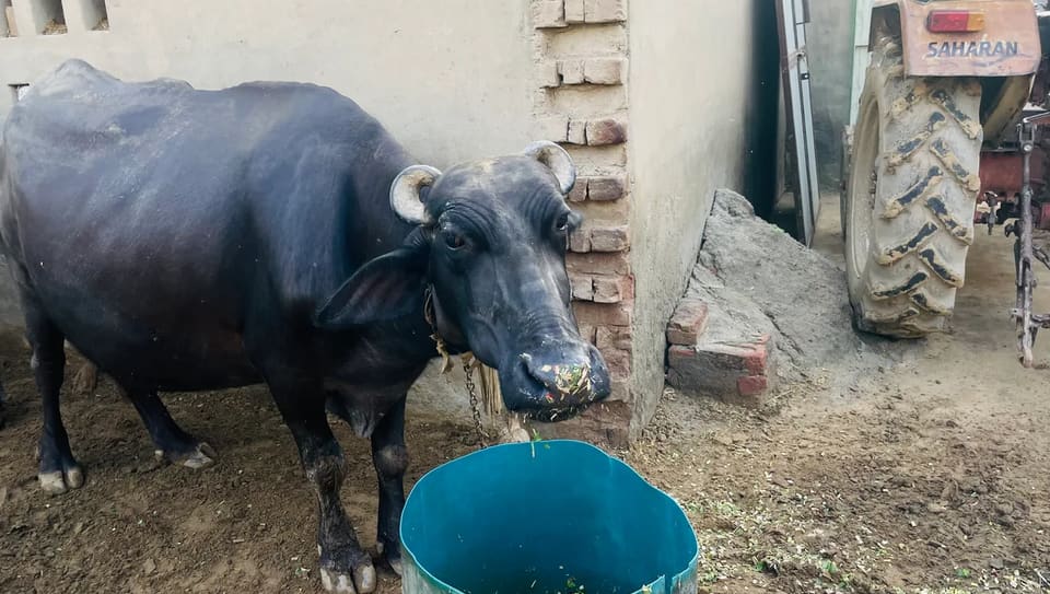 Others Buffalo in  RAJASTHAN