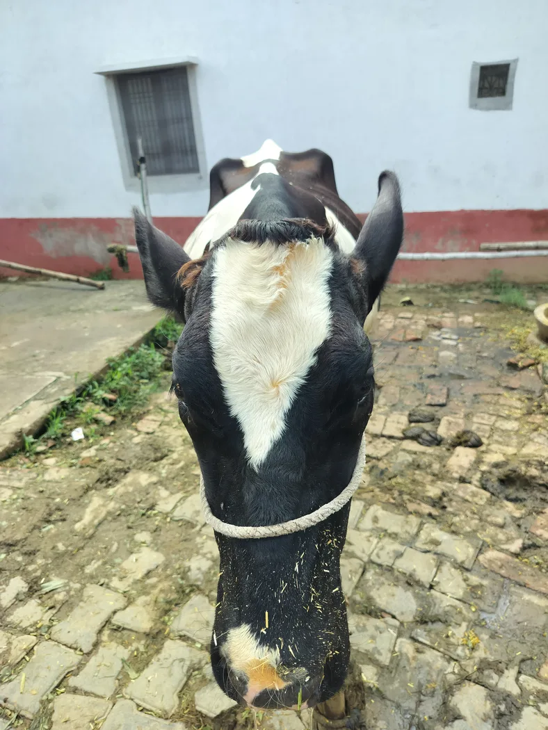 HF Cow in  UTTAR PRADESH