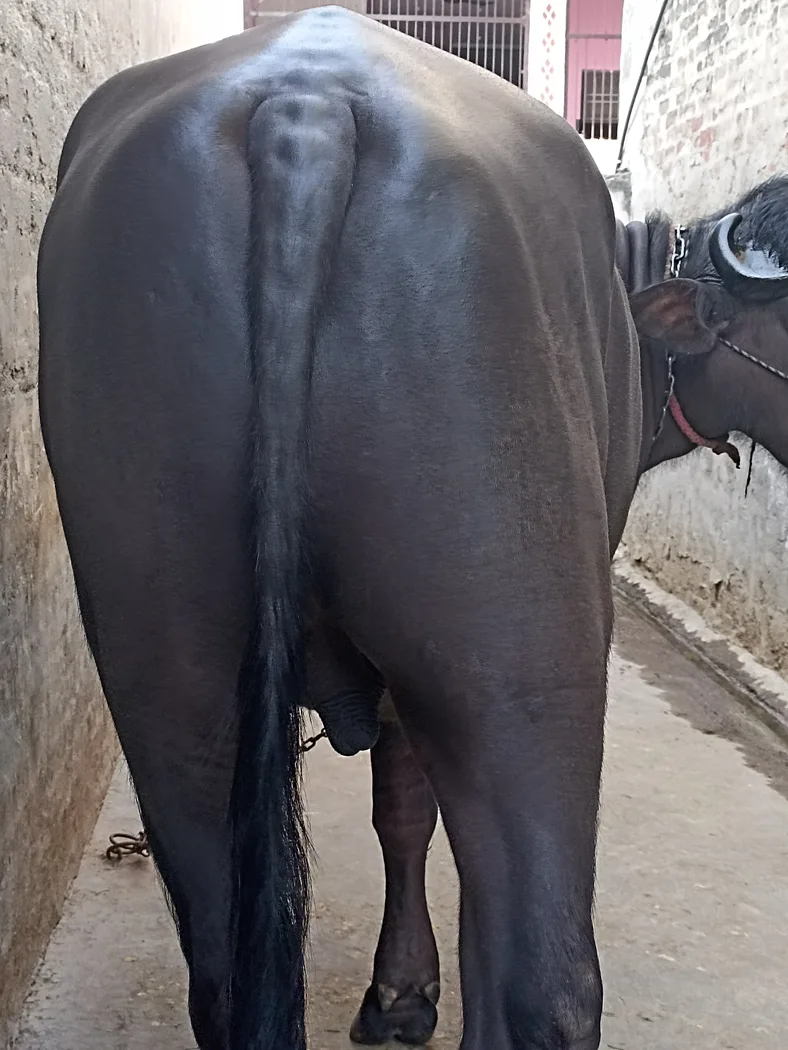 Murrah Buffalo in  HARYANA