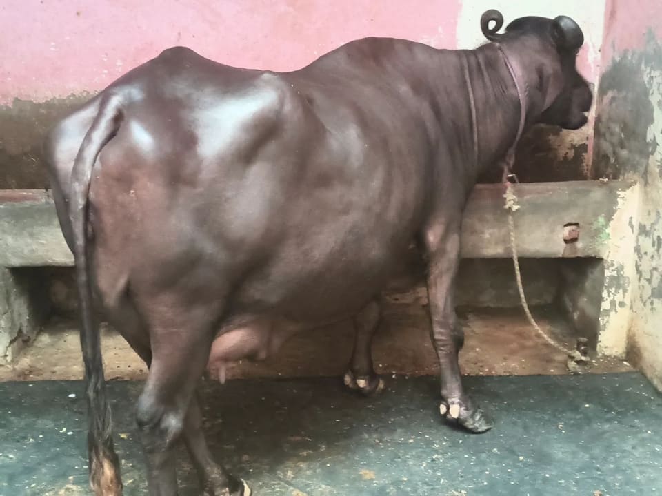 Murrah Buffalo in UTTAR PRADESH