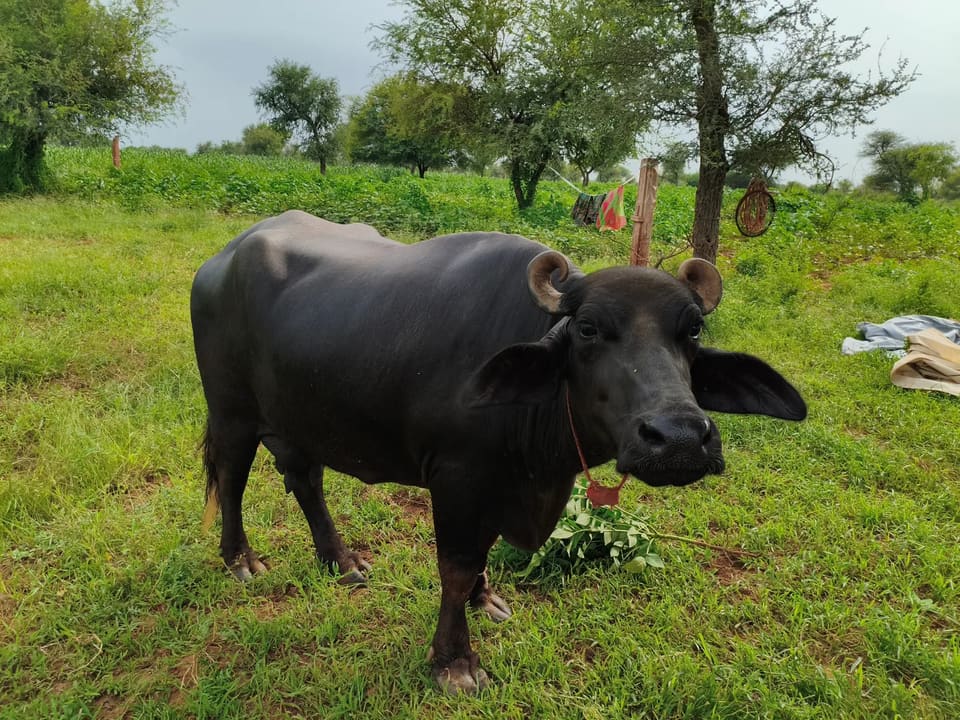 Others Buffalo in  RAJASTHAN