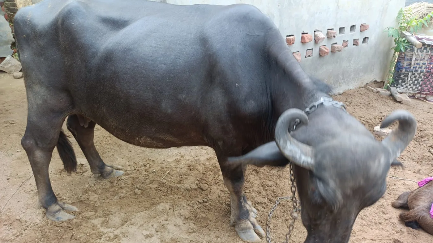 Others Buffalo in  HARYANA