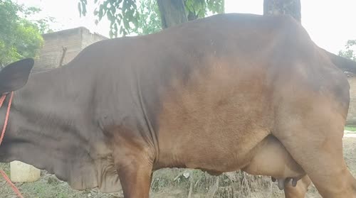 Sahiwal Cow in  UTTAR PRADESH