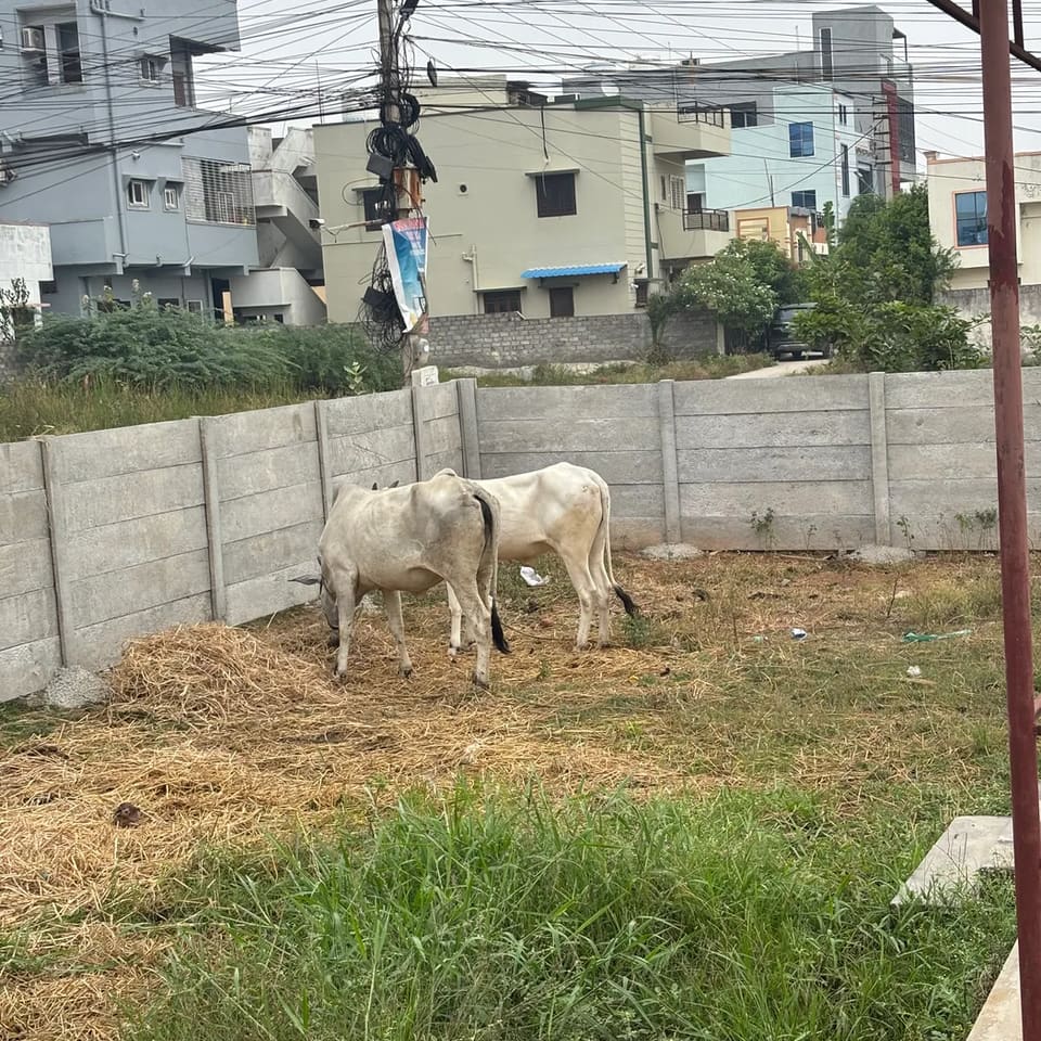 ONGOLE Cow O0211 in  TELANGANA