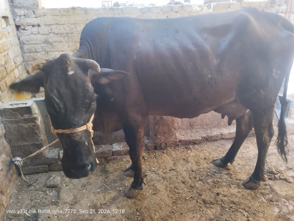 Jersey Cow J1580 in  RAJASTHAN