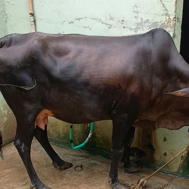 Others Cow in UTTAR PRADESH