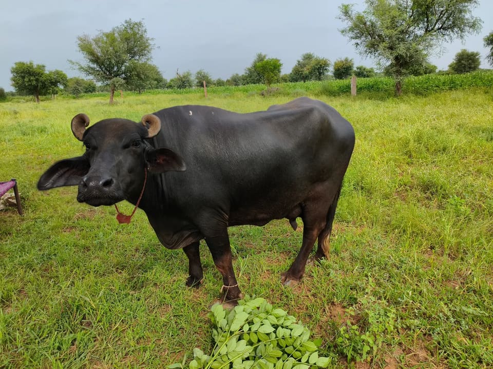 Others Buffalo in  RAJASTHAN