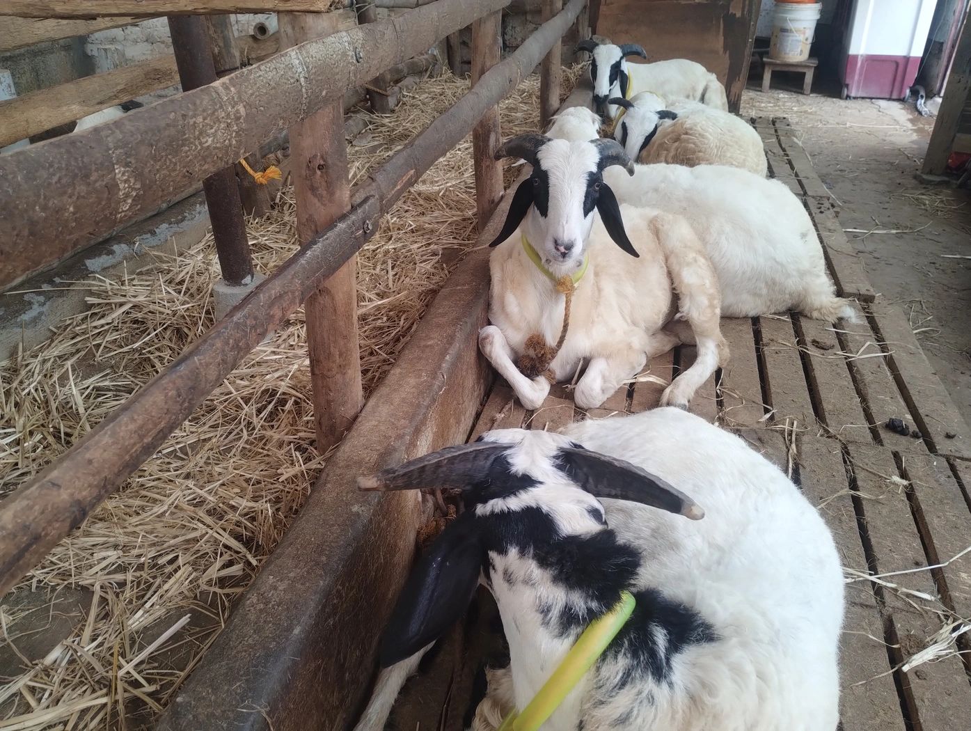 Amingad Yalaga Sheep O0058, District:  TUMAKURU, State:  KARNATAKA