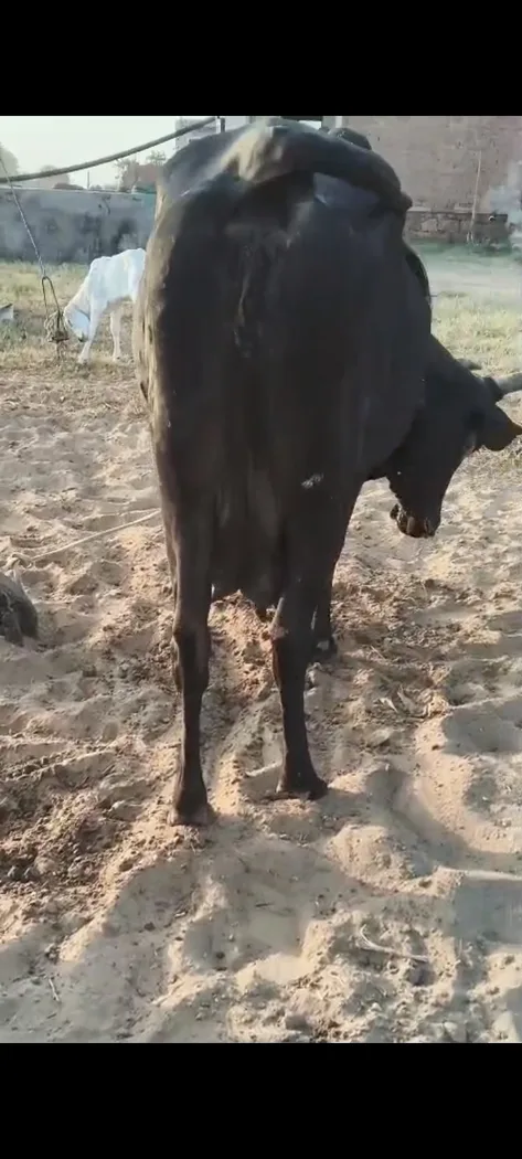 राठी Cow O0541 in  RAJASTHAN