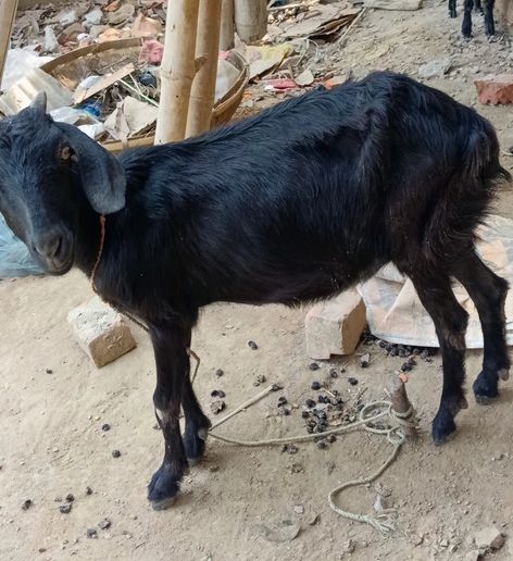 Black Bengal Goat B0055, District:  PURBI CHAMPARAN, State:  BIHAR
