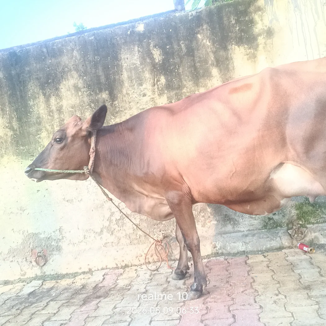 Jersey Cow in UTTAR PRADESH