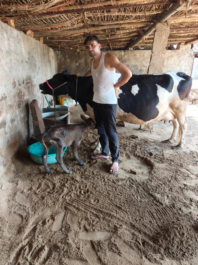 HF Cow H3250 in  RAJASTHAN