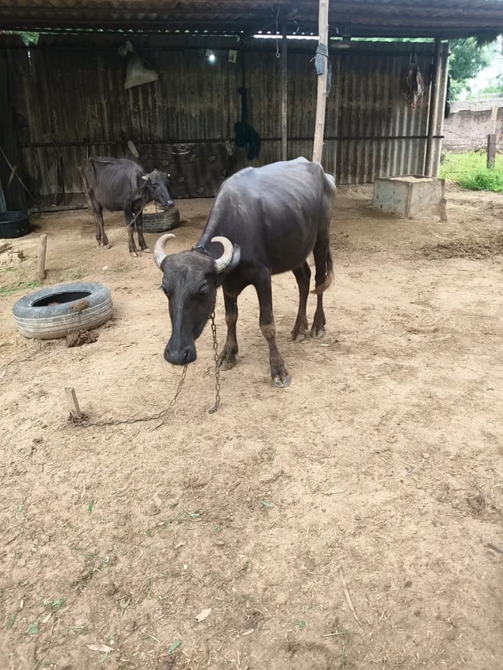 Others Buffalo in  RAJASTHAN