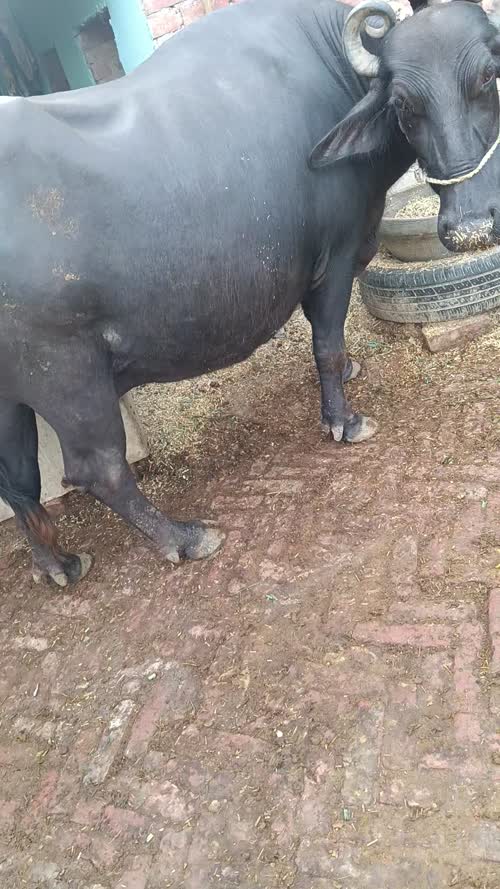 Murrah Buffalo in  UTTAR PRADESH