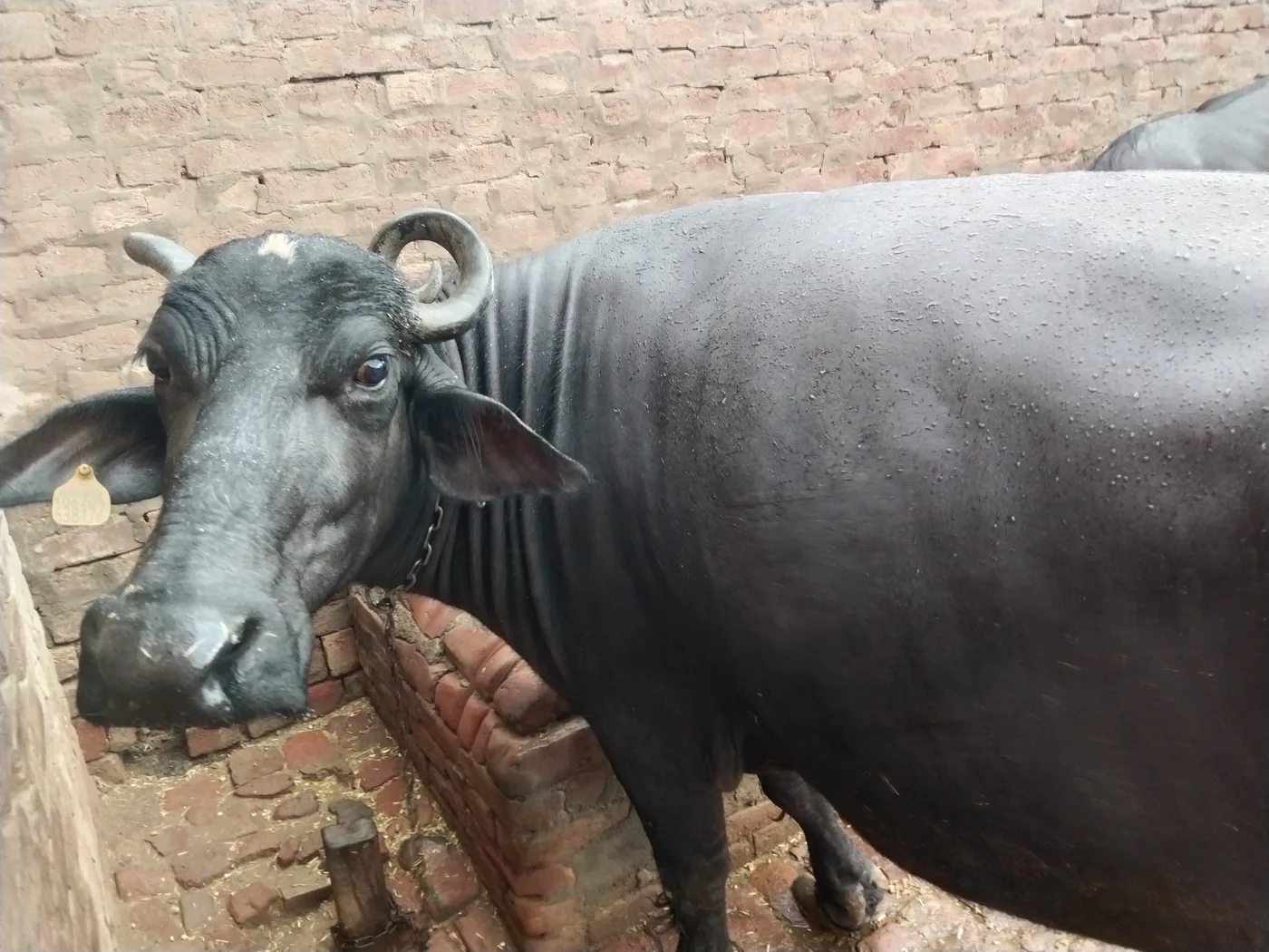 Murrah Buffalo in  HARYANA