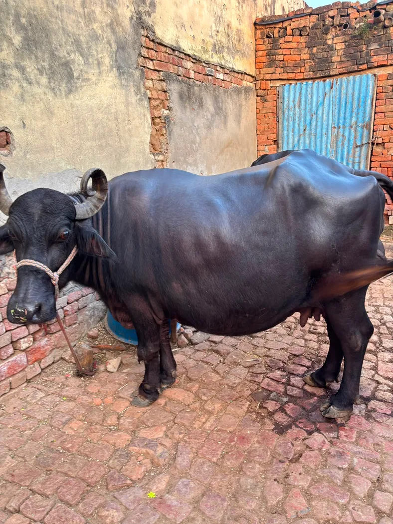 Murrah Buffalo M5130 in  UTTAR PRADESH