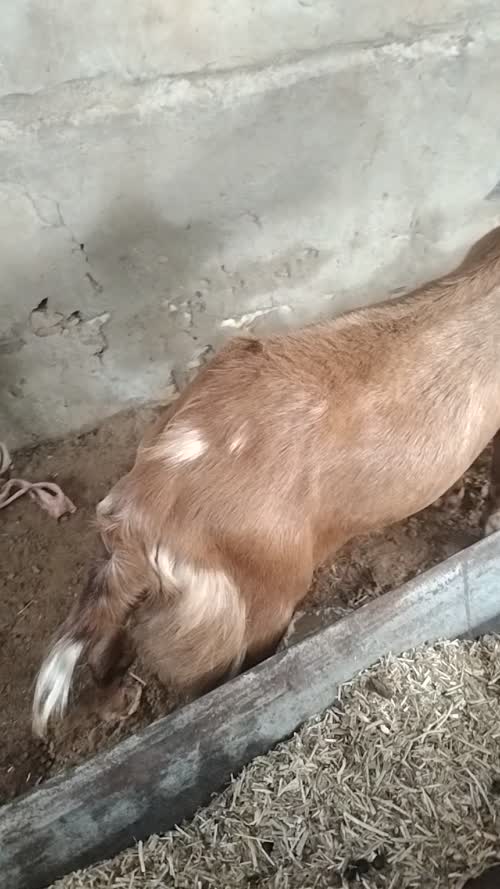 Sirohi Goat in  RAJASTHAN
