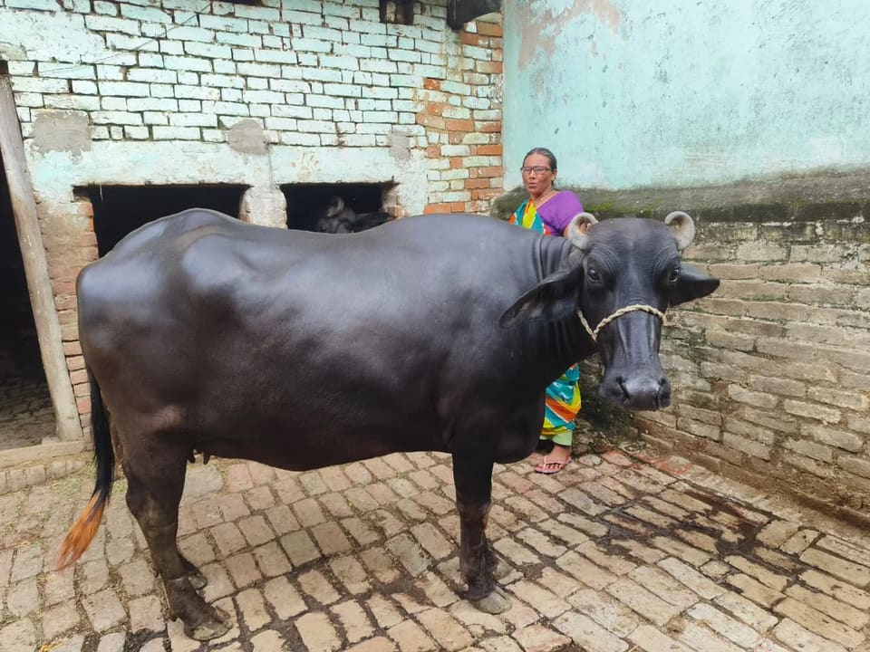 Murrah Buffalo in  UTTAR PRADESH
