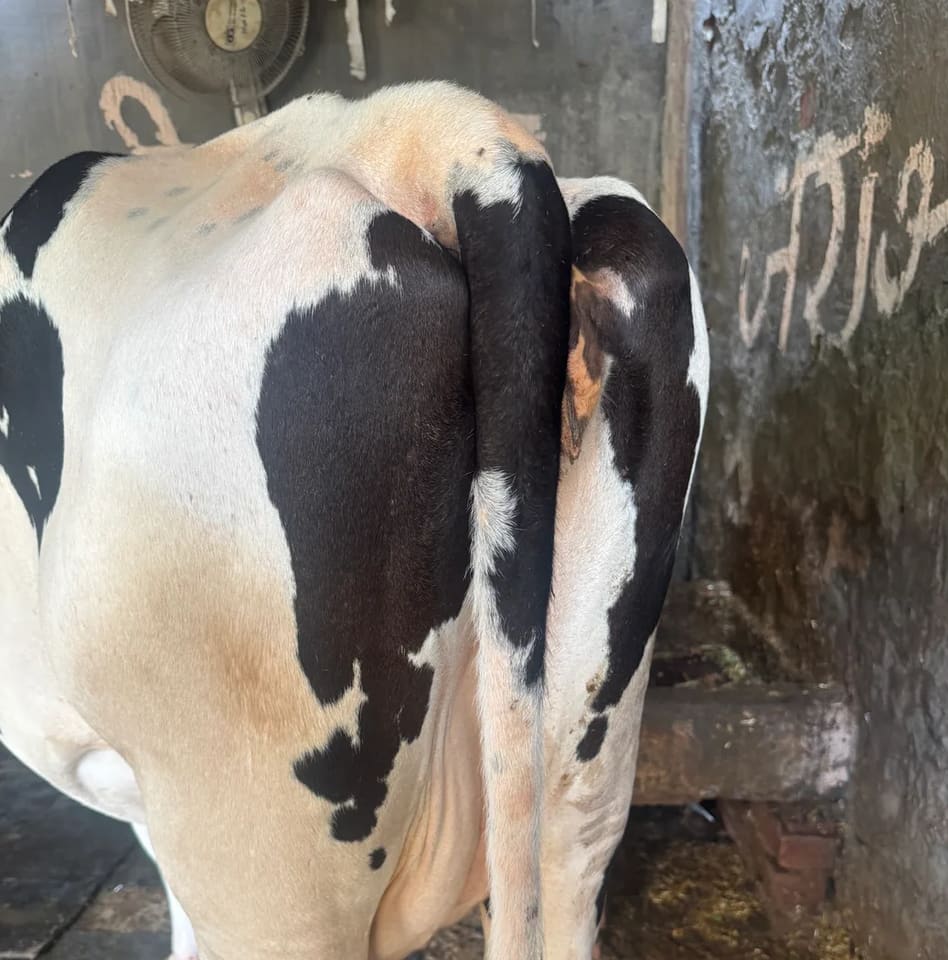 HF Cow in  DELHI