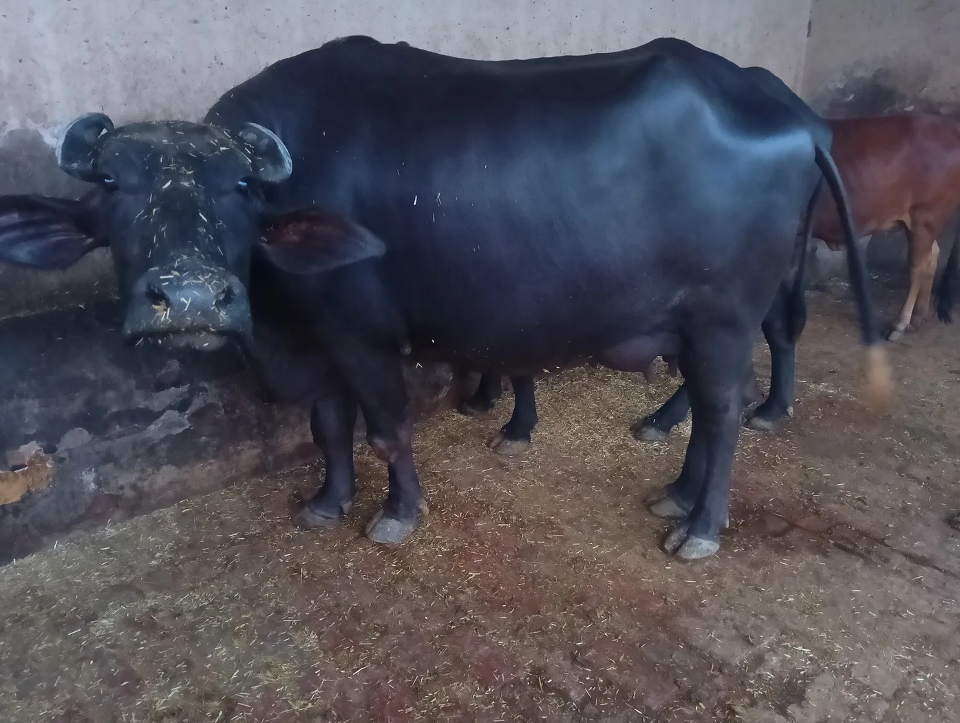 Murrah Buffalo M4665 in  PUNJAB