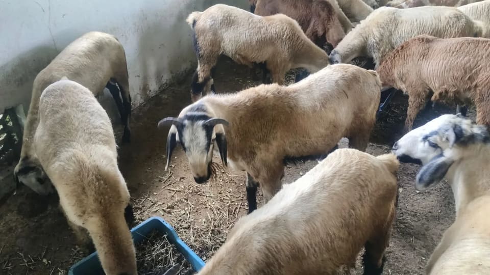 Neelore  Jodipi Sheep in  TELANGANA