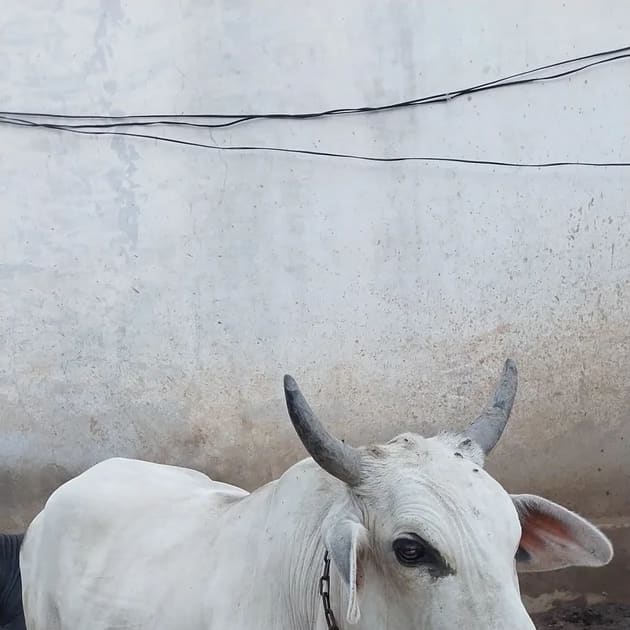 Others Cow in  RAJASTHAN