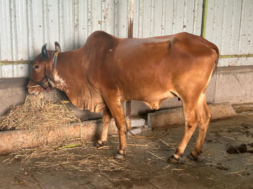 Gir Cow G2123 in  KARNATAKA