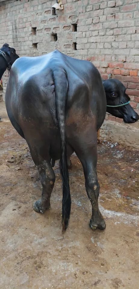 Murrah Buffalo in  UTTAR PRADESH