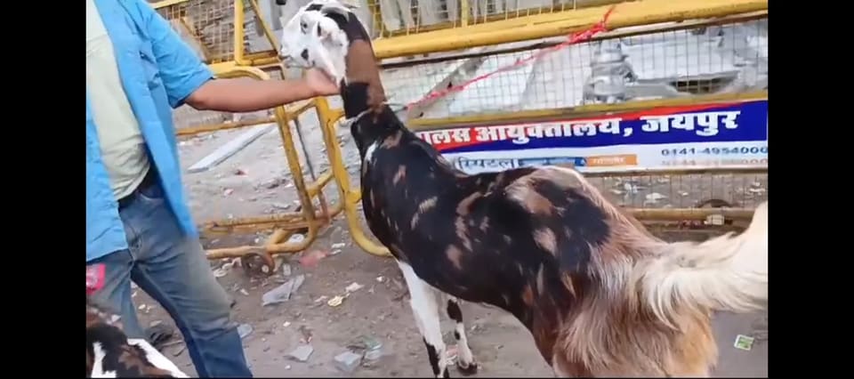 Gujri Goat in  RAJASTHAN
