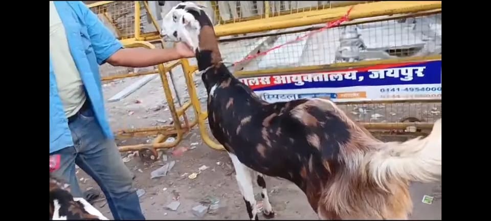 Gujri Goat in  RAJASTHAN