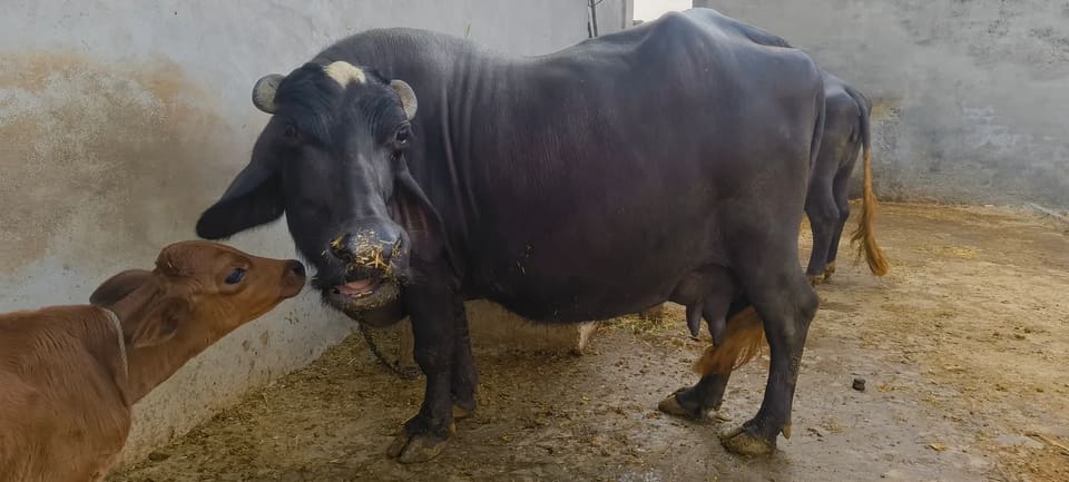 Nili Buffalo N0238 in PUNJAB