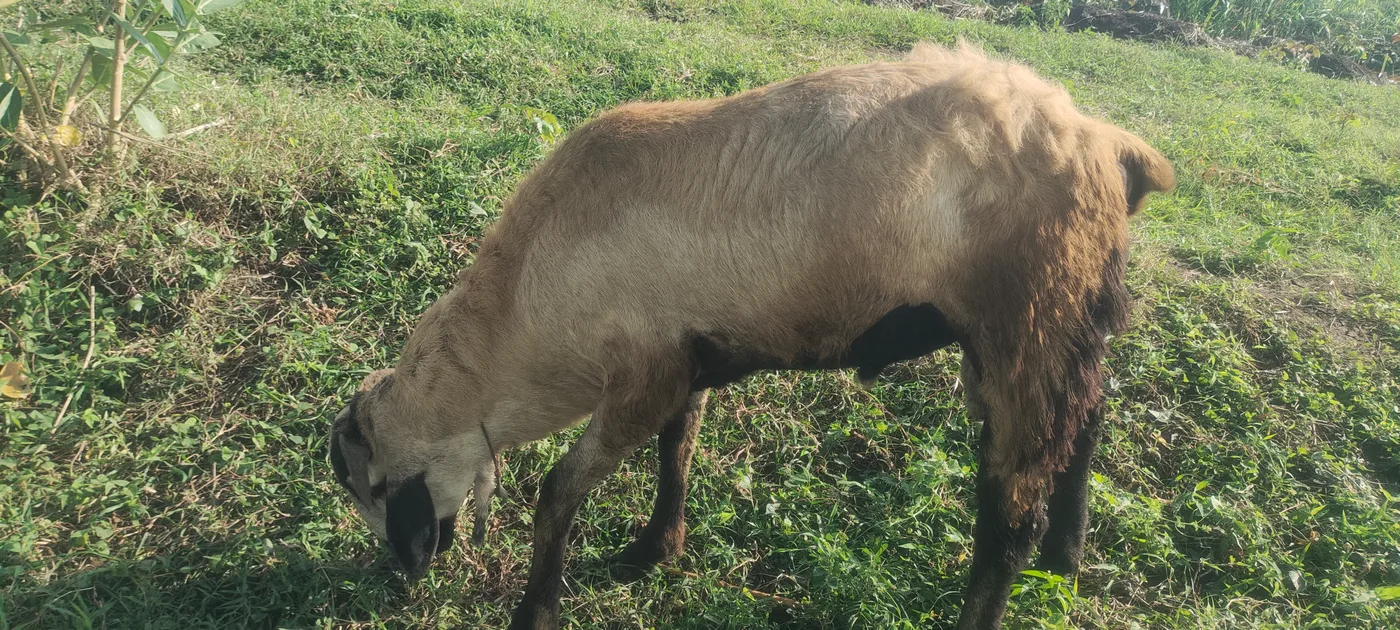 Neelore  Jodipi Sheep in  ANDHRA PRADESH