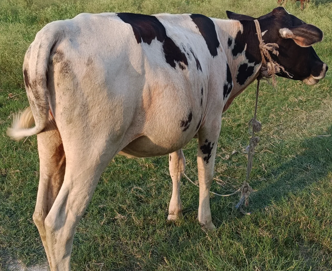HF Cow in  BIHAR