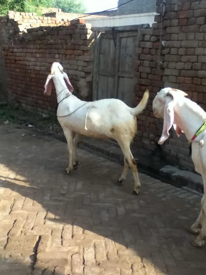 Gujri Goat in  DELHI