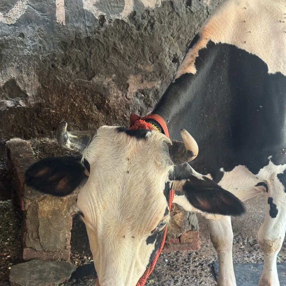 HF Cow in  DELHI