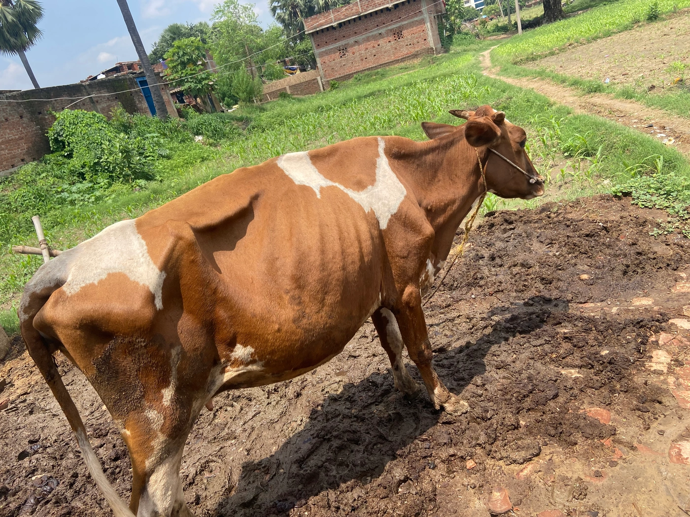Guy Buffalo O0448 in  BIHAR