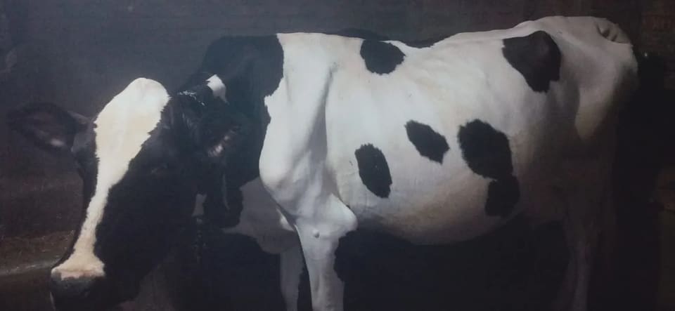 HF Cow in  UTTAR PRADESH