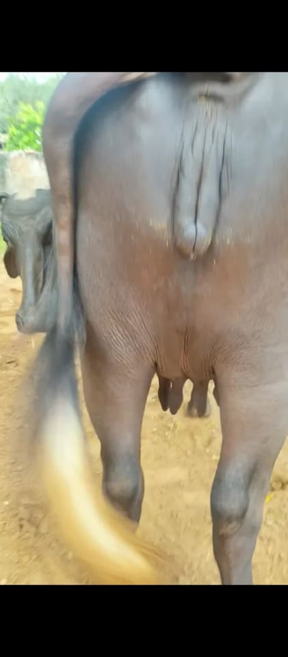 Murrah Buffalo in  RAJASTHAN