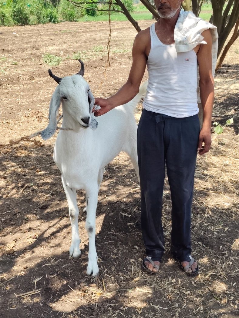 Sojat Goat S0307, District:  JHALAWAR, State:  RAJASTHAN