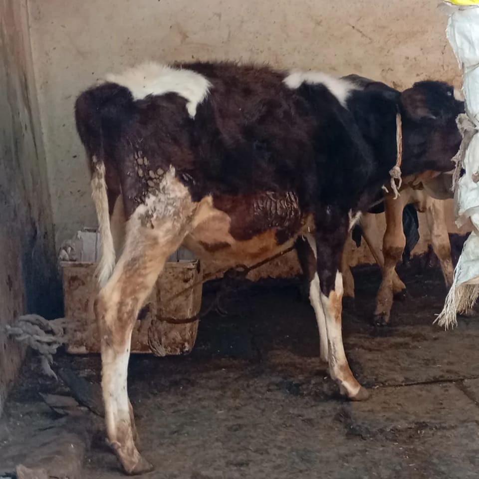 HF Cow in  UTTAR PRADESH