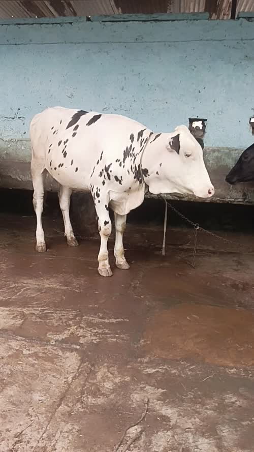 HF Heifer Cow H3083 in  RAJASTHAN