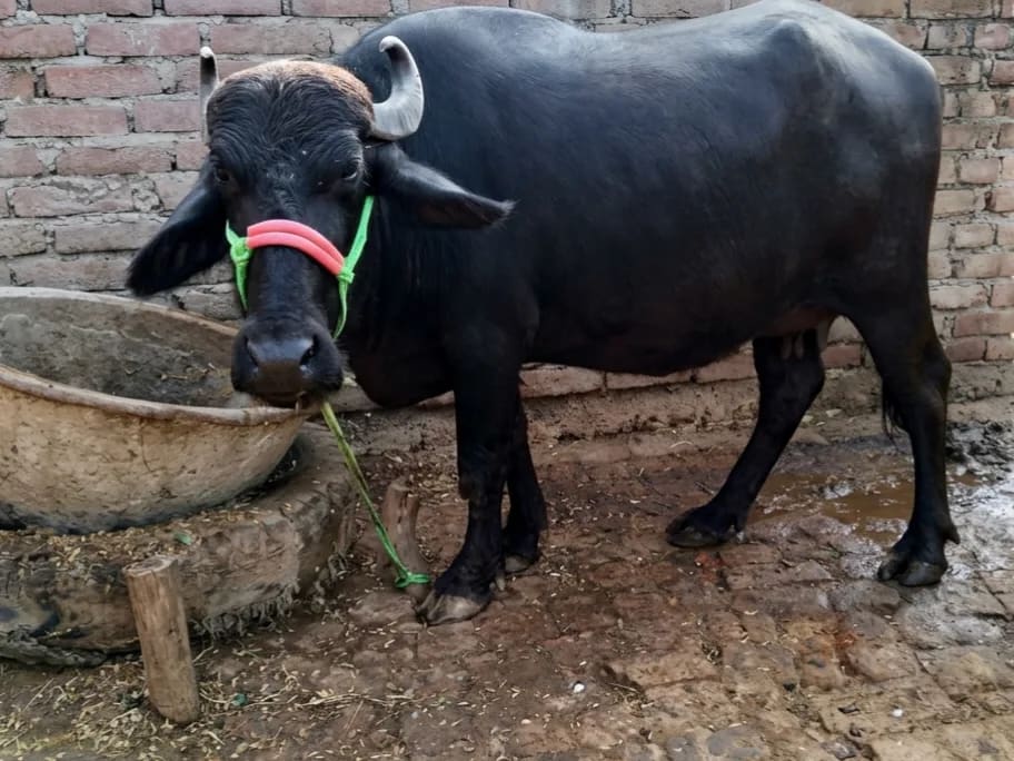 Mix murra Heifer Buffalo O0814 in  BIHAR